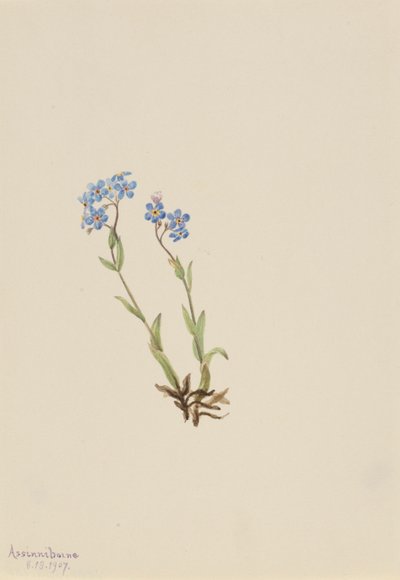 Myosotis alpestris (Myosotis alpestris) - Mary Vaux Walcott