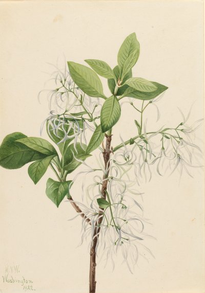 Arbre à Franges Chionanthus virginica - Mary Vaux Walcott