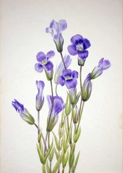 Gentiane frangée - Mary Vaux Walcott
