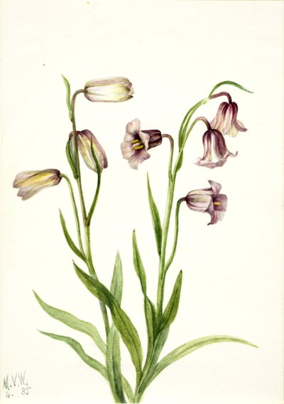 Fritillaire Fritillaria biflora, 1935 - Mary Vaux Walcott
