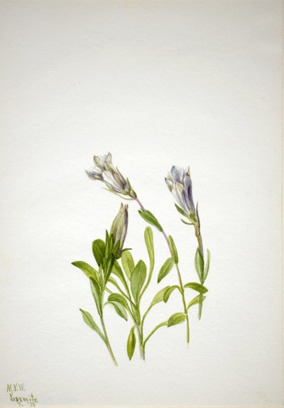 Gentiane (Gentiana newberri) - Mary Vaux Walcott