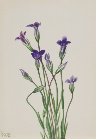 Gentiane Gentiana holopetala, 1936 - Mary Vaux Walcott