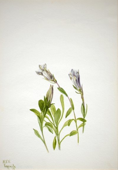 Gentiane Gentiana newberri - Mary Vaux Walcott