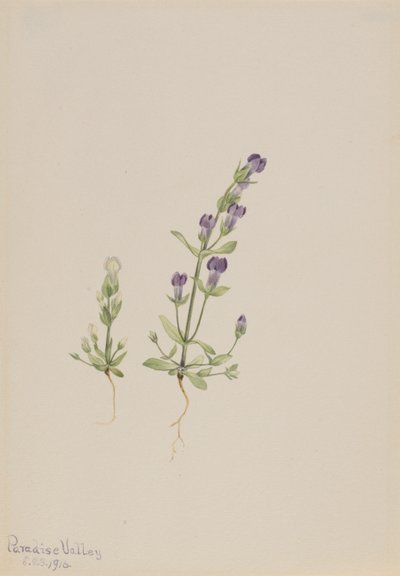 Gentiana propingua - Mary Vaux Walcott