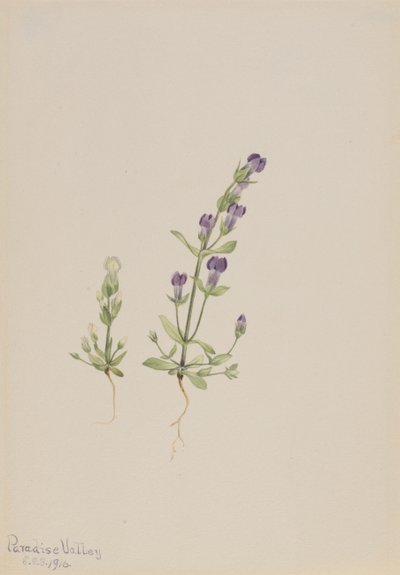 Gentiana propingua, 1916 - Mary Vaux Walcott
