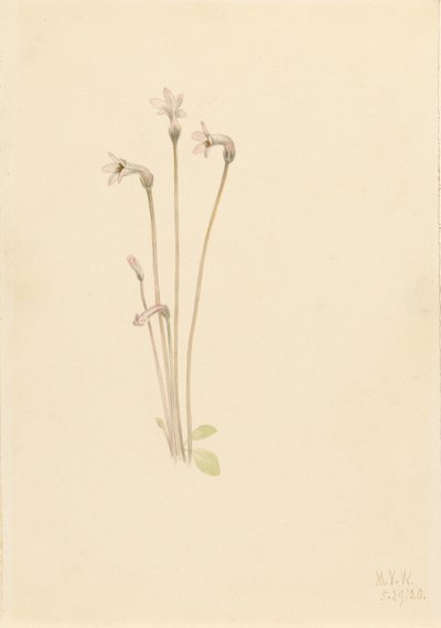 Thalesia uniflora (Thalesia uniflora) - Mary Vaux Walcott