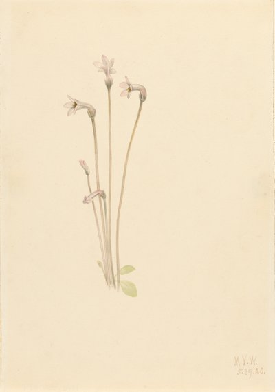 Thalesia uniflora, 1920 - Mary Vaux Walcott