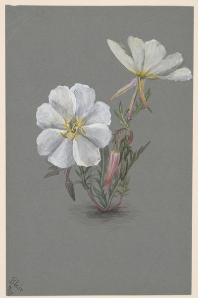 Helléborine géante (Epipactia gigantea) - Mary Vaux Walcott