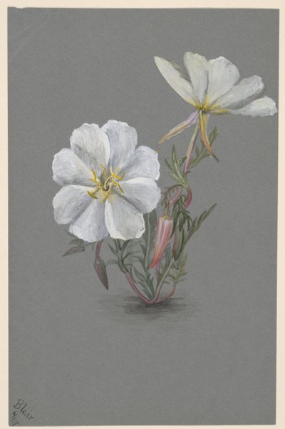 Hellébore géant, vers 1880 - Mary Vaux Walcott
