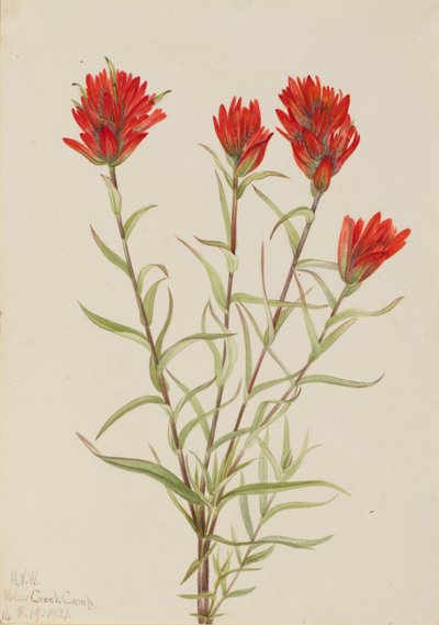 Castilleja miniata (Castilleja miniata) - Mary Vaux Walcott