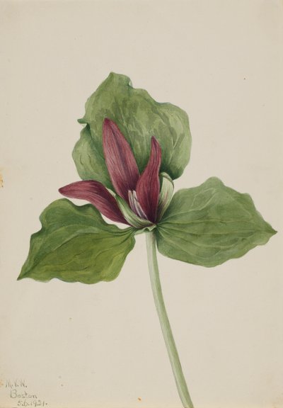 Trille géant Trillium chloropetalum, 1921 - Mary Vaux Walcott