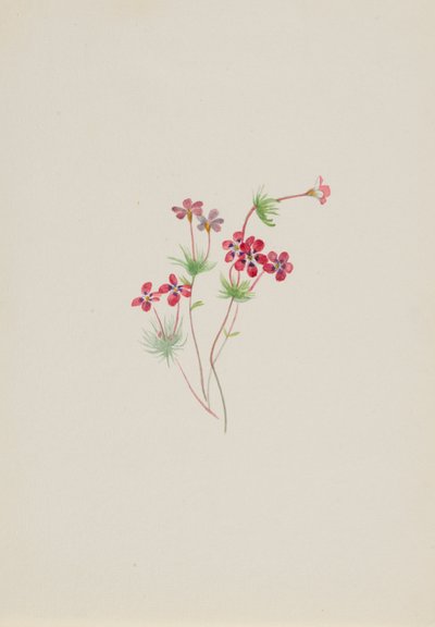 Gilia linanthus parviflorus - Mary Vaux Walcott