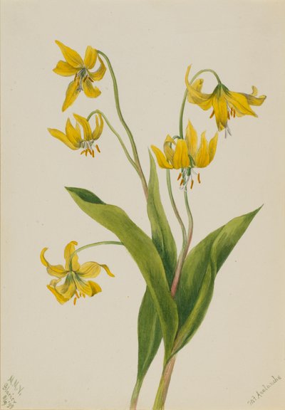 Lys des glaciers Erythronium grandiflorum, 1899 - Mary Vaux Walcott