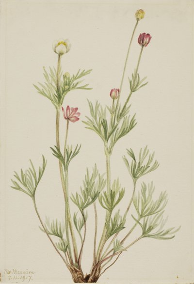 Anémone globuleuse - Mary Vaux Walcott