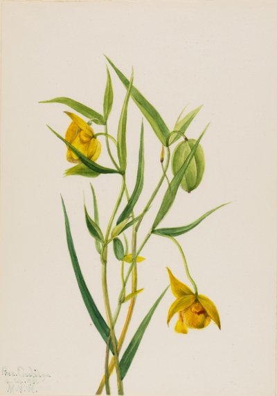 Lanterne féerique dorée Calochortus amabilis, 1936 - Mary Vaux Walcott
