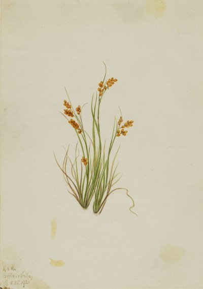 Carex doré (Carex aurea) - Mary Vaux Walcott