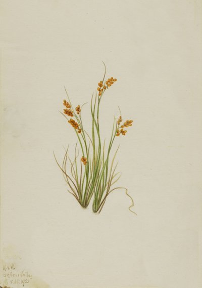 Laîche dorée Carex aurea, 1921 - Mary Vaux Walcott