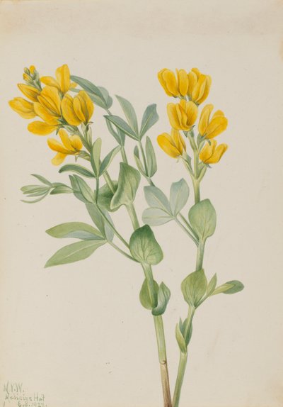 Thermopsis rhombifolia, 1923 - Mary Vaux Walcott