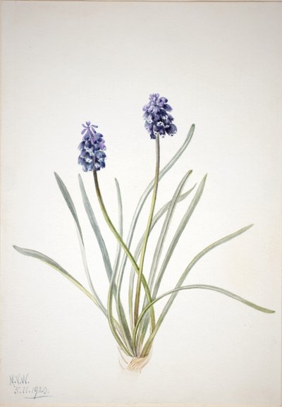 Jacinthe de raisin (Muscari racemosum) - Mary Vaux Walcott