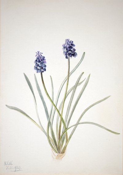 Muscari à grappes, 1920 - Mary Vaux Walcott