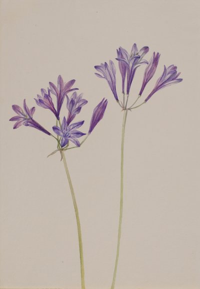 Brodiaea laxa, 1933 - Mary Vaux Walcott