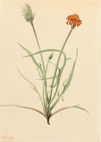 Agoseris à feuilles de graminée Agoseris graminifolia, 1905 - Mary Vaux Walcott