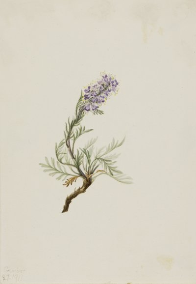 Phacélie grise, 1911 - Mary Vaux Walcott