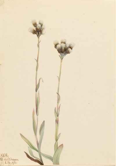Antenne grise (Antennaria howellii) - Mary Vaux Walcott