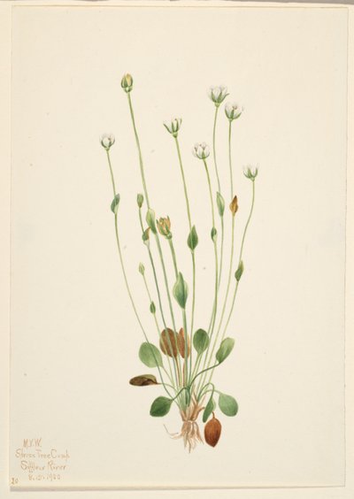 Séneçon gris (Senecio canus) - Mary Vaux Walcott