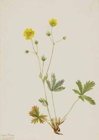 Potentille glaucophylla, 1905 - Mary Vaux Walcott