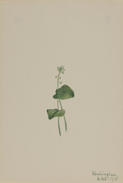 Malaxis unifolia (Malaxis unifolia) - Mary Vaux Walcott