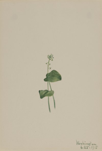 Malaxis unifolia, 1918 - Mary Vaux Walcott