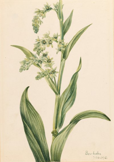 Oursin vert (Veratrum viride) - Mary Vaux Walcott