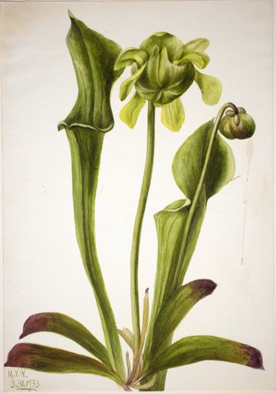 Sarracénie verte (Sarracenia orephila) - Mary Vaux Walcott