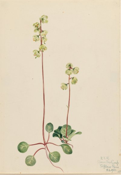 Pyrola vert (Pyrola chlorantha) - Mary Vaux Walcott