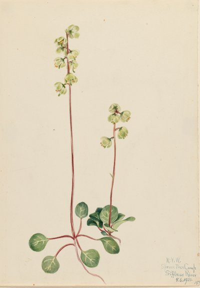 Pyrole verte Pyrola chlorantha, 1920 - Mary Vaux Walcott