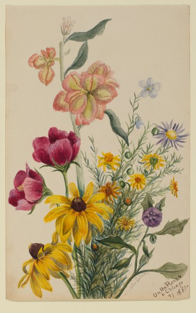 Groupe de fleurs - Mary Vaux Walcott
