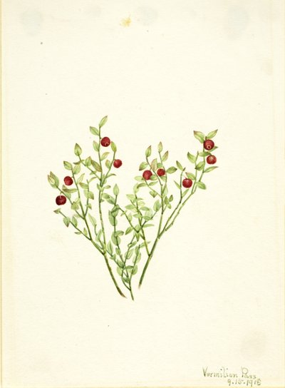 Vaccinium scoparium (Vaccinium scoparium) - Mary Vaux Walcott