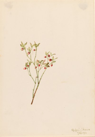 Myrtille à feuilles de gélinotte (Vaccinum scoparium) - Mary Vaux Walcott