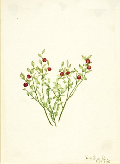 Airelle des marais Vaccinium scoparium, 1918 - Mary Vaux Walcott