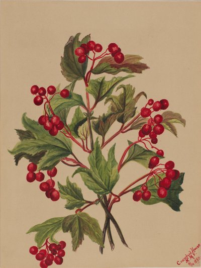 Viburnum americanum (Viburnum americanum) - Mary Vaux Walcott