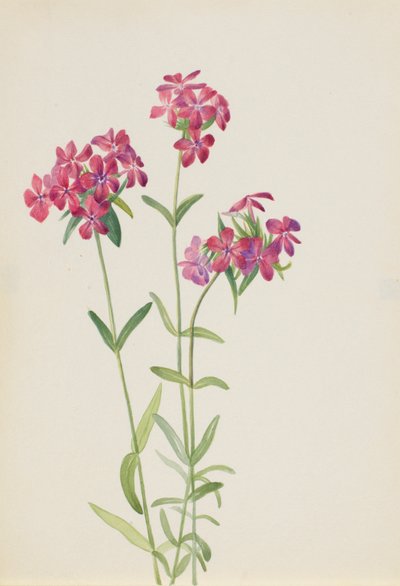 Phlox chevelu (Phlox amoena) - Mary Vaux Walcott