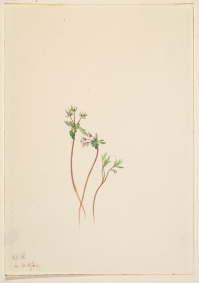 Présage du printemps (Erigenia bulbosa) - Mary Vaux Walcott