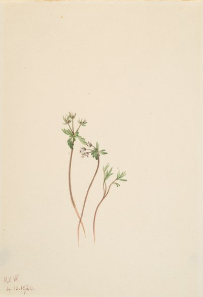 Précurseur du printemps - Mary Vaux Walcott