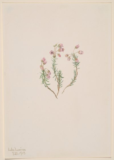 Bruyère (Phyllodoce intermedia) - Mary Vaux Walcott