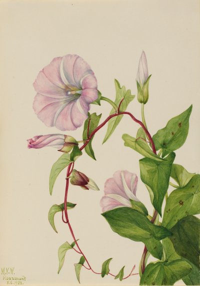 Liseron des haies Calystegia Convolvulus sepium, 1932 - Mary Vaux Walcott