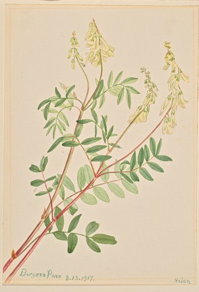 Hedysarum Hedysarum sulphurescens, 1917 - Mary Vaux Walcott