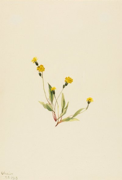 Heieracium gracile - Mary Vaux Walcott