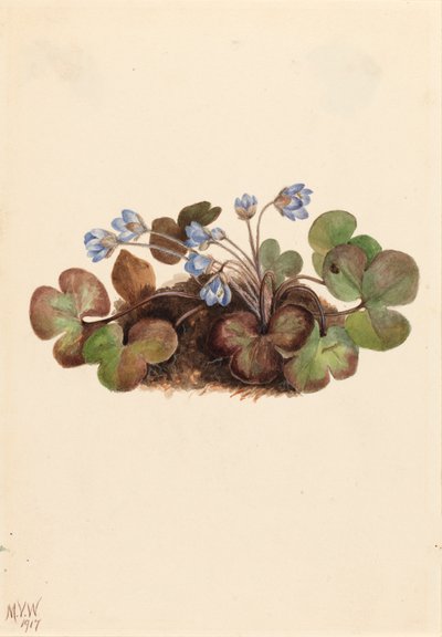 Hépatique Hepatica americana, 1917 - Mary Vaux Walcott