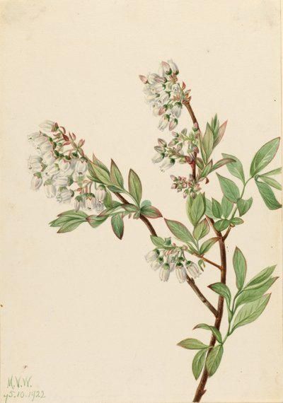 Myrtille en corymbe (Vaccinium corymbosum) - Mary Vaux Walcott